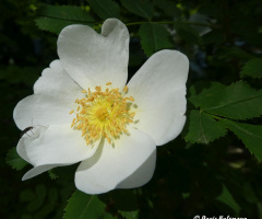 Blüte