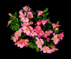 BLÜTEN