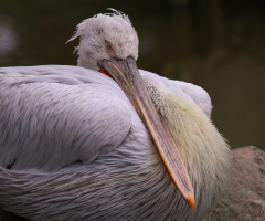 Mister Pelican