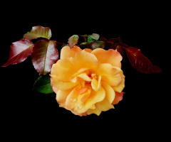 BLÜTE