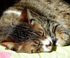 Good sleep...
