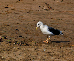 Hungry Bird
