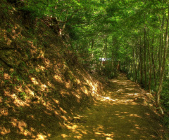 Hayat Yolu