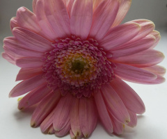 Rosa Blüte