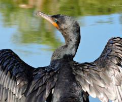 Drying the wings