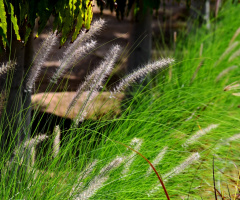 Whispers of nature