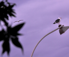 Not gonna fly...taking rest