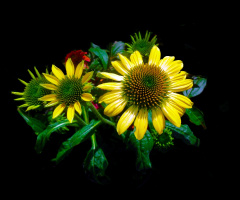 BLÜTEN