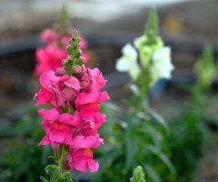sweet summer blossoms