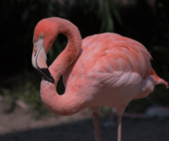 A flamingo moment