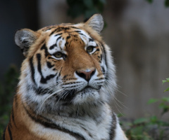 Amur Tiger