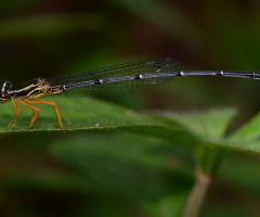 damsel fly