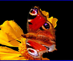 SCHMETTERLING