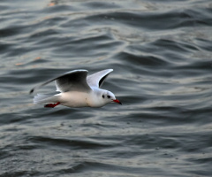 Flying over trouble water.