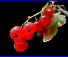 BEEREN