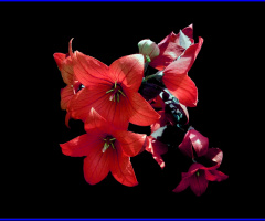 BLÜTEN