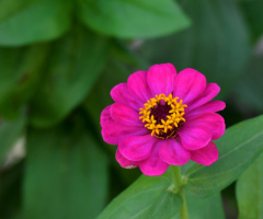 Pink Blossom