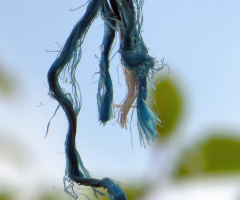 Blau