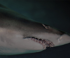 Shark