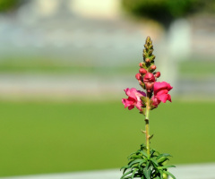Sweet Blooms