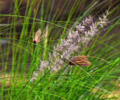Whispers of Nature 2