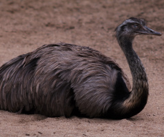 An ostrich rests