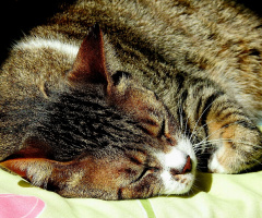 Sweet dreams...