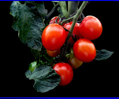 TOMATEN