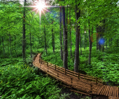 Artvin\ Borçka \ Karagöl Yeşilin Ana vatanı  