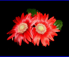 BLÜTEN