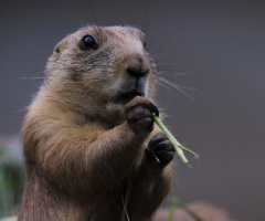 Little nice chap