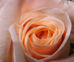 DELICATE.....