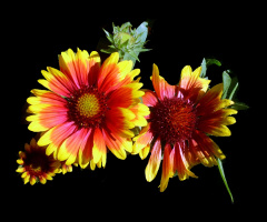 BLÜTEN