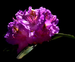 RHODODENDRON