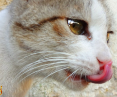 Clean Kitty ...