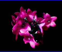 BLÜTEN