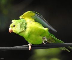 Plain Parakeet