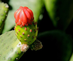 Cactus flower