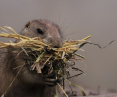 Harvest for the Cave 
