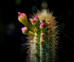 Cactus flowers