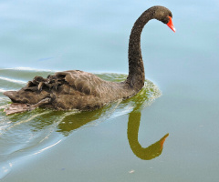Cisne negro