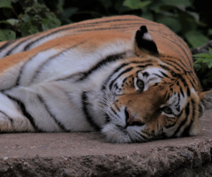 Amur Tiger