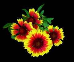BLÜTEN
