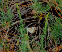 Butterfly in the Wild....