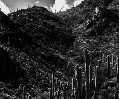 InfraRed Sonoran Desert