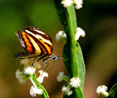 Tiger Butterfly 