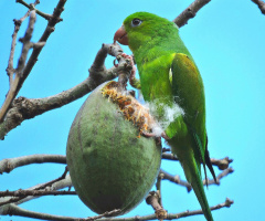 Periquito