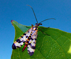 SKORPIONSFLIEGE 
