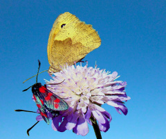 SCHMETTERLING / WIDDERCHEN 
