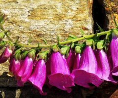 Blüten